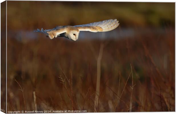 Barn Owl Tyto alba quartering a field hunting Canvas Print by Russell Finney