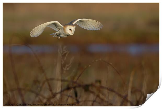 Barn Owl Tyto alba quartering a field hunting Print by Russell Finney