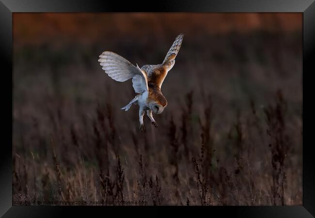 Barn Owl Tyto alba quartering a field hunting Framed Print by Russell Finney