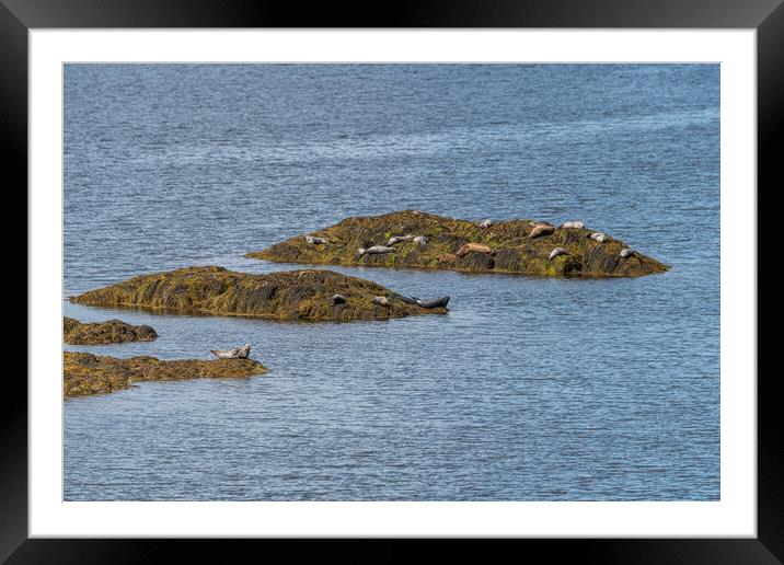 Grey Seals resting on a rocky islands in Loch Sunart from the Garbh Eilean Wildlife Viewing hide Framed Mounted Print by Dave Collins