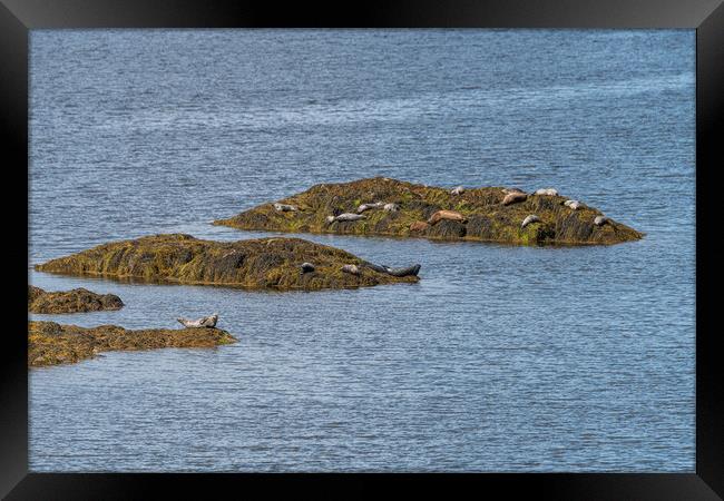 Grey Seals resting on a rocky islands in Loch Sunart from the Garbh Eilean Wildlife Viewing hide Framed Print by Dave Collins