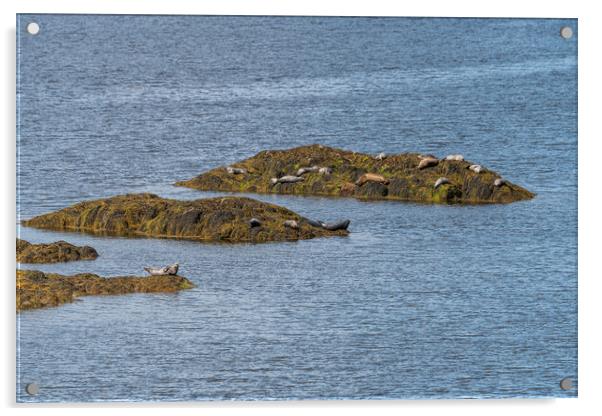 Grey Seals resting on a rocky islands in Loch Sunart from the Garbh Eilean Wildlife Viewing hide Acrylic by Dave Collins