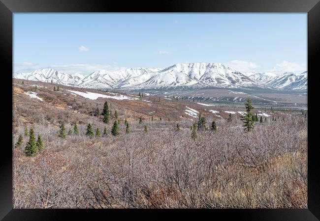 Edge of Tree line and Tundra in Denali National Park with snow covered mountains behind, Alaska, USA Framed Print by Dave Collins