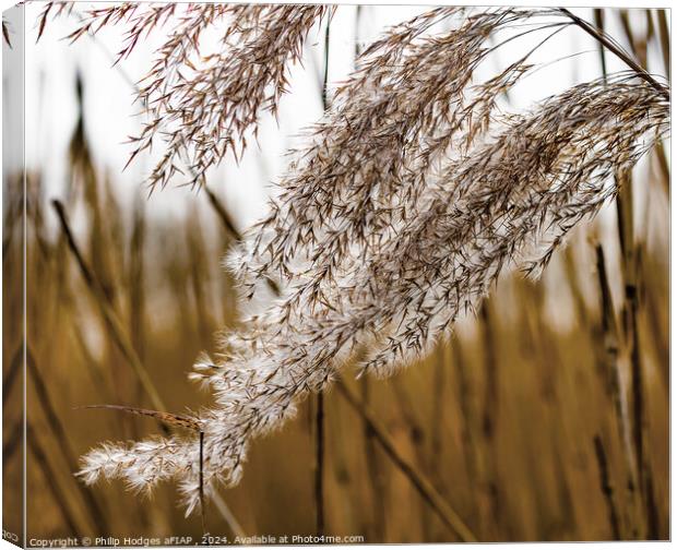 Reeds on the Somerset Levels Canvas Print by Philip Hodges aFIAP ,