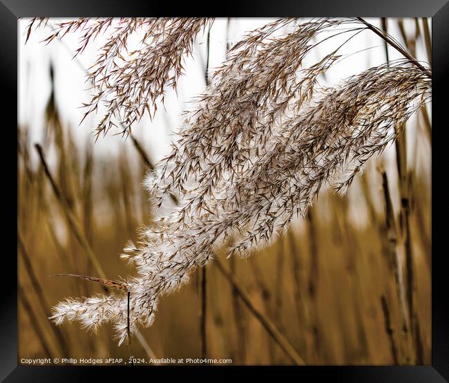 Reeds on the Somerset Levels Framed Print by Philip Hodges aFIAP ,