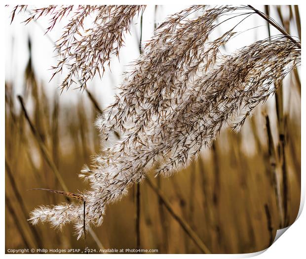 Reeds on the Somerset Levels Print by Philip Hodges aFIAP ,