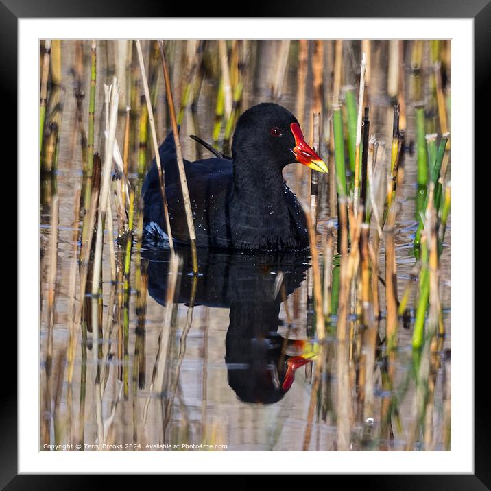 Moorhen in the reeds with reflection in the water Framed Mounted Print by Terry Brooks