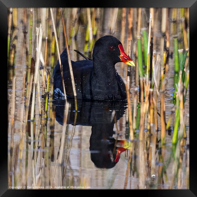 Moorhen in the reeds with reflection in the water Framed Print by Terry Brooks