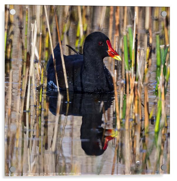 Moorhen in the reeds with reflection in the water Acrylic by Terry Brooks