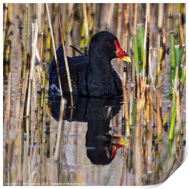 Moorhen in the reeds with reflection in the water Print by Terry Brooks