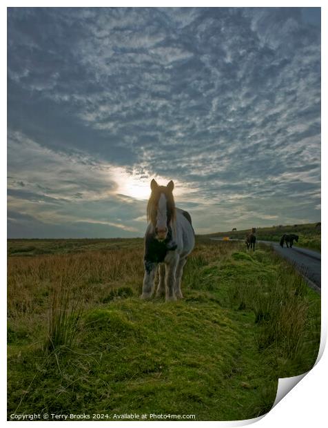 Wild Welsh Mountain Pony Print by Terry Brooks