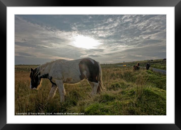 Wild Welsh Mountain Pony Framed Mounted Print by Terry Brooks