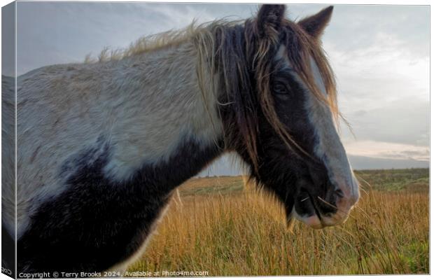 Wild Welsh Mountain Pony Canvas Print by Terry Brooks