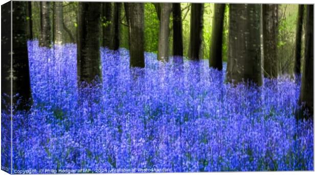 Ethereal Bluebells Canvas Print by Philip Hodges aFIAP ,