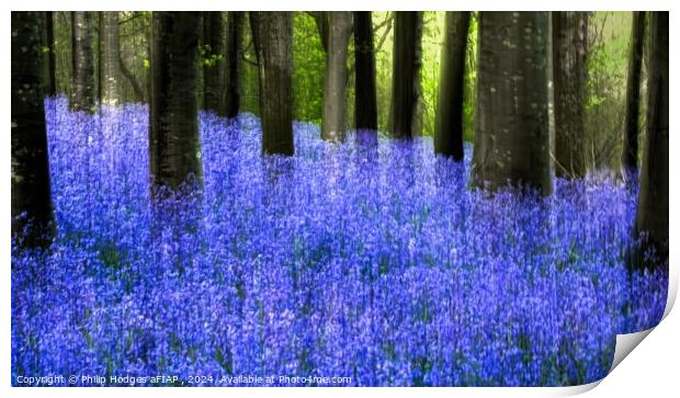 Ethereal Bluebells Print by Philip Hodges aFIAP ,