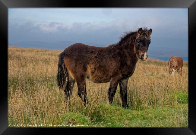 Wild Welsh Mountain Pony Framed Print by Terry Brooks