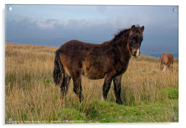 Wild Welsh Mountain Pony Acrylic by Terry Brooks