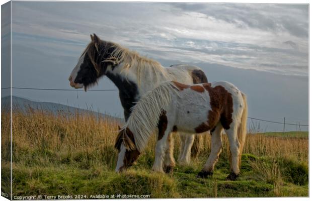 Wild Welsh Mountain Pony Canvas Print by Terry Brooks