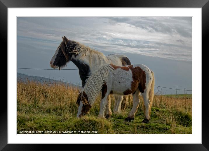 Wild Welsh Mountain Pony Framed Mounted Print by Terry Brooks