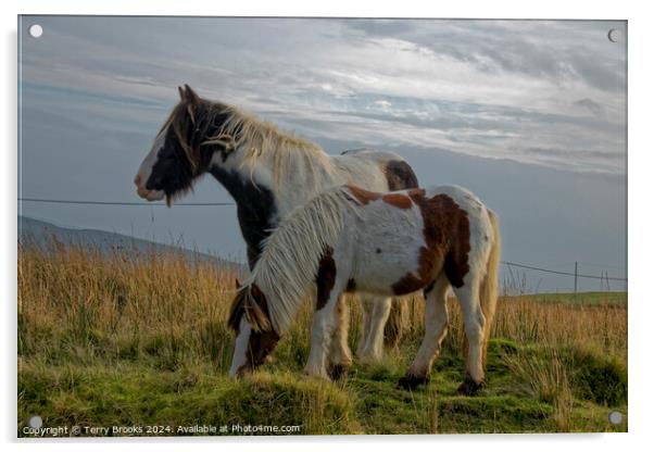 Wild Welsh Mountain Pony Acrylic by Terry Brooks