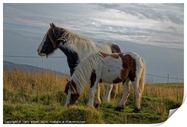 Wild Welsh Mountain Pony Print by Terry Brooks