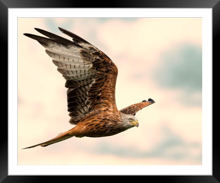 Beautiful Red Kite - Milvus milvus in Flight Framed Mounted Print by Terry Brooks