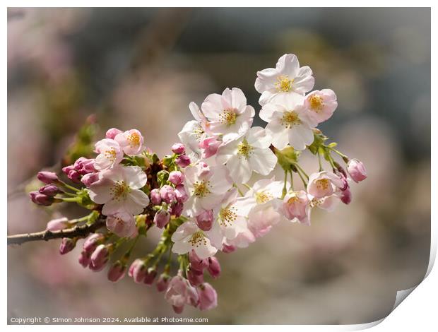 spring blossom Print by Simon Johnson