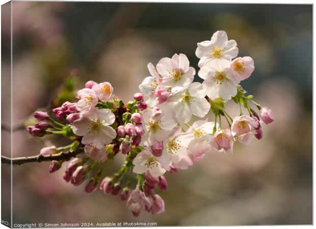 sunlit spring Cherry Blossom Canvas Print by Simon Johnson