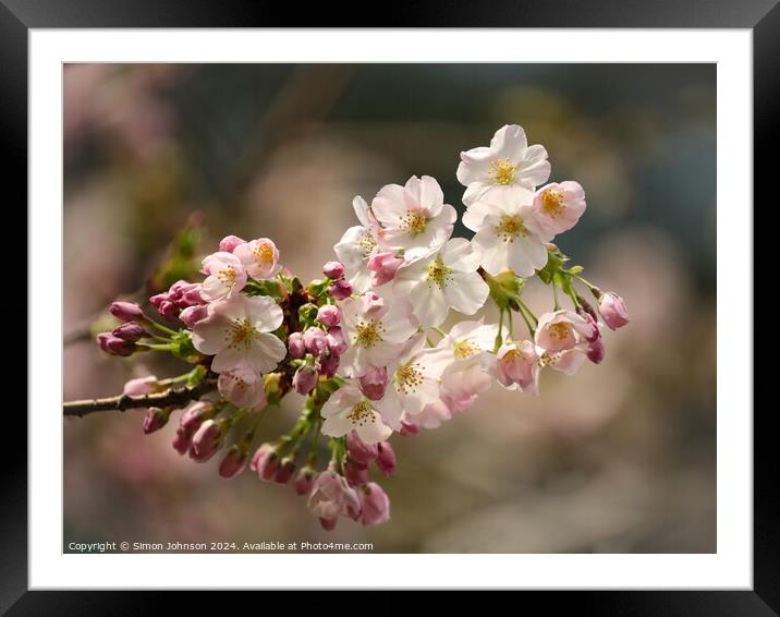 sunlit spring Cherry Blossom Framed Mounted Print by Simon Johnson