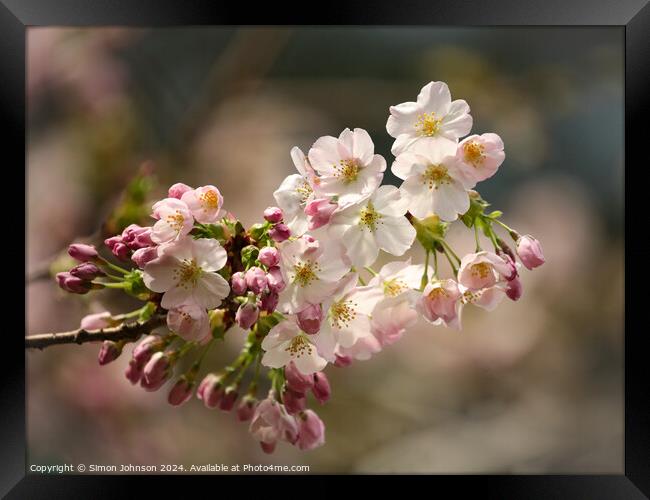 sunlit spring Cherry Blossom Framed Print by Simon Johnson