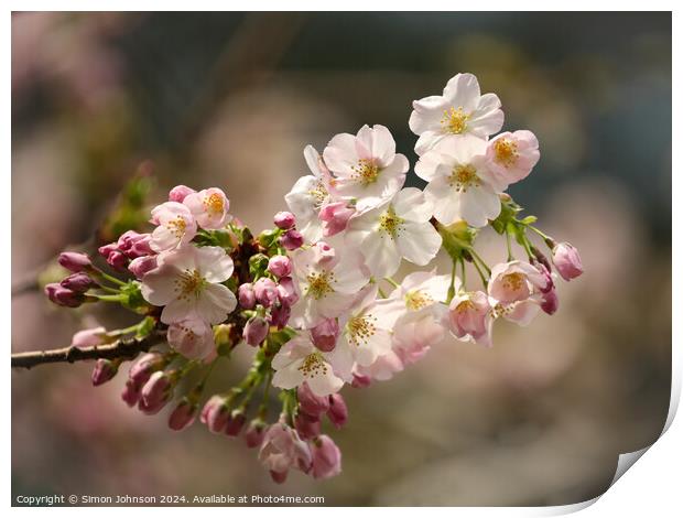 sunlit spring Cherry Blossom Print by Simon Johnson