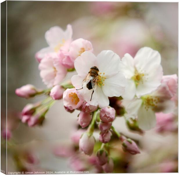 bee in Blossom Canvas Print by Simon Johnson