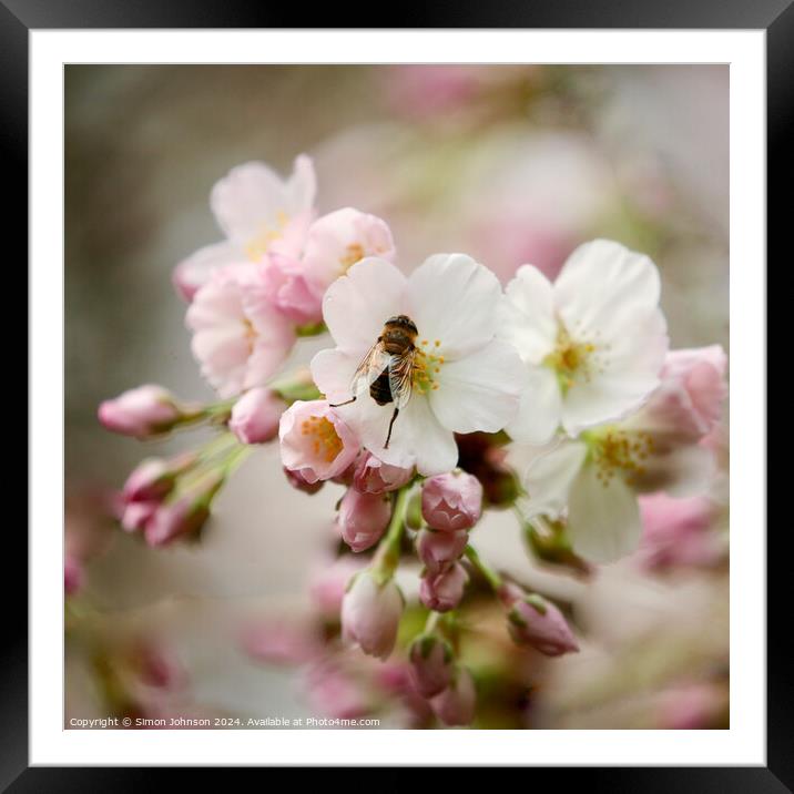 bee in Blossom Framed Mounted Print by Simon Johnson