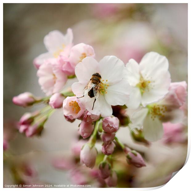 bee in Blossom Print by Simon Johnson
