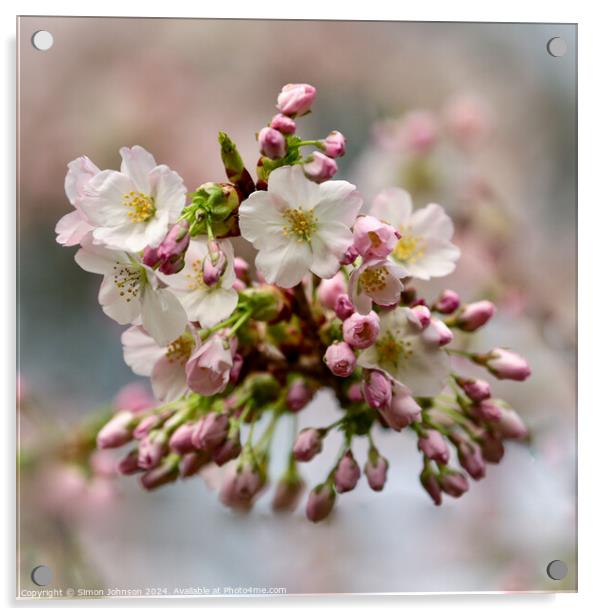 Cherry Blossom   Acrylic by Simon Johnson