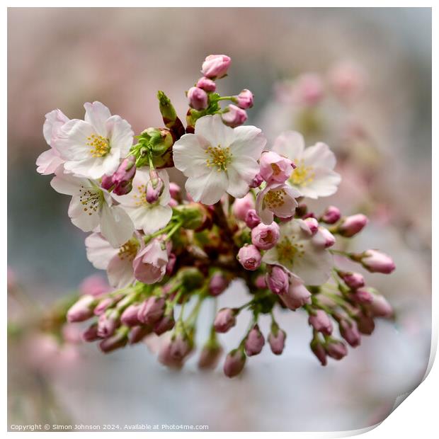 Cherry Blossom   Print by Simon Johnson