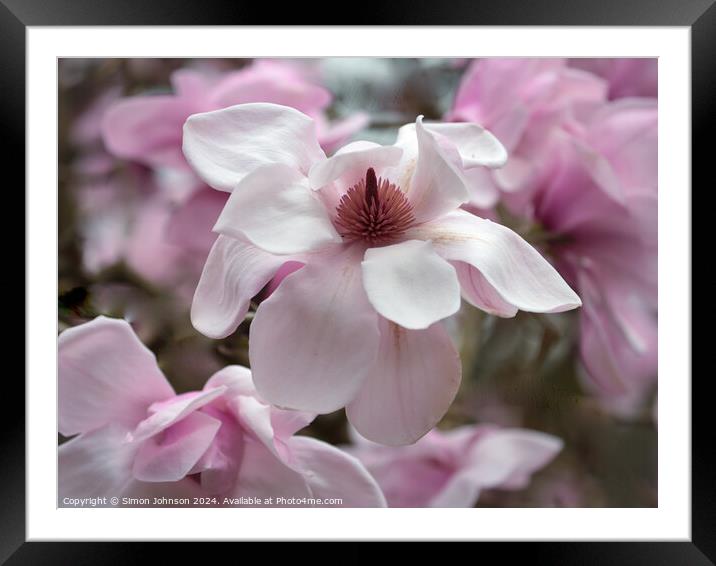 Magnolia flower Framed Mounted Print by Simon Johnson