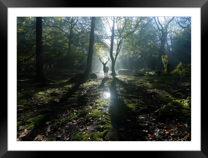 Stag Silhouette Framed Mounted Print by Picture Wizard