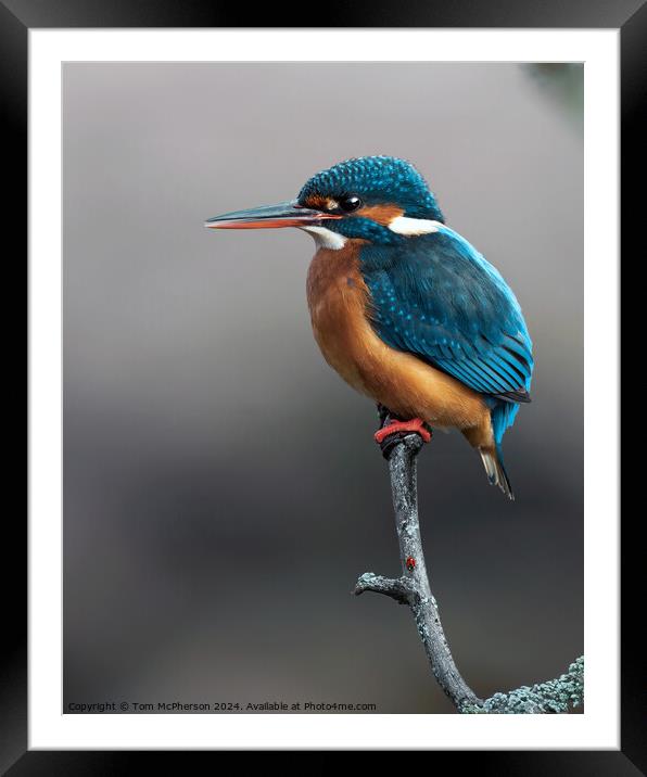 The Kingfisher and the Ladybird Framed Mounted Print by Tom McPherson