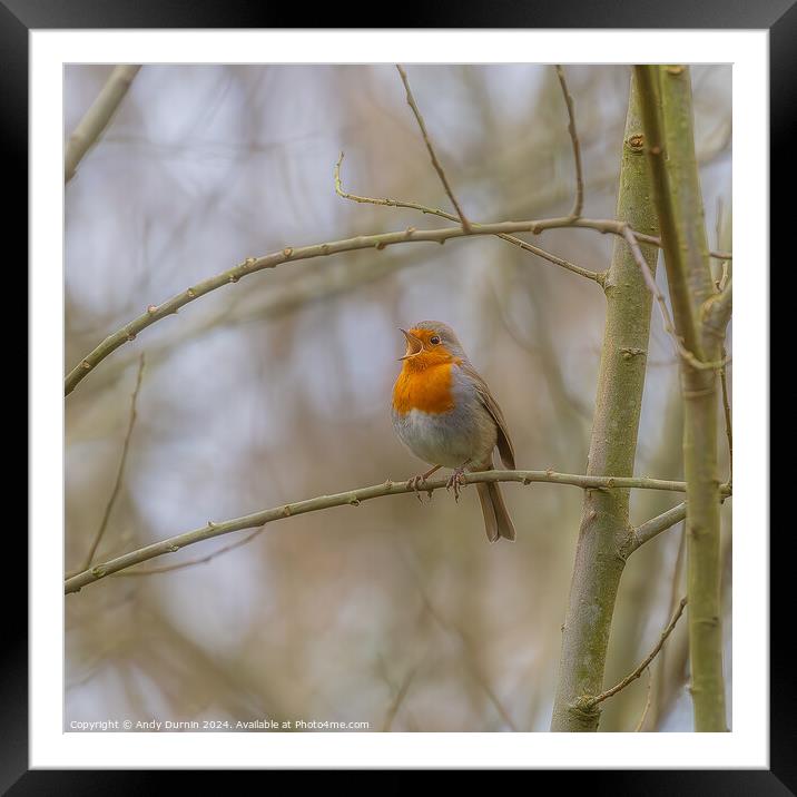 Chirping Robin Framed Mounted Print by Andy Durnin