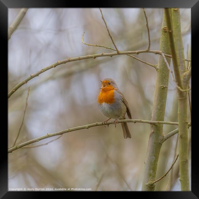 Chirping Robin Framed Print by Andy Durnin