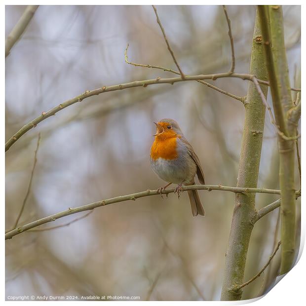 Chirping Robin Print by Andy Durnin