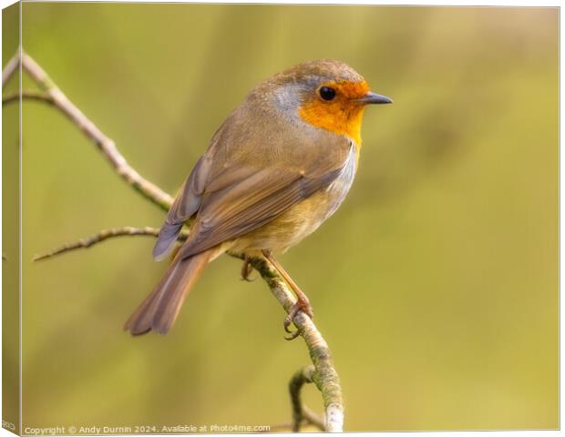 Robin Redbreast  Erithacus rubecula Canvas Print by Andy Durnin