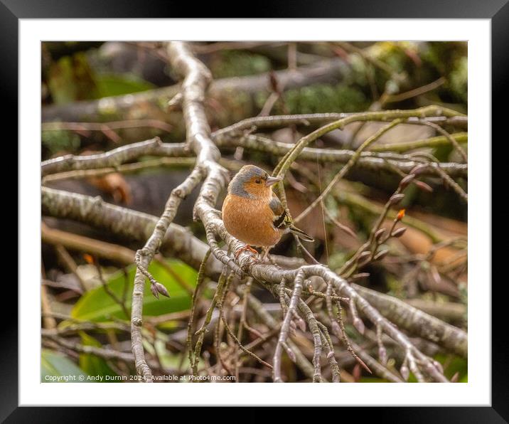 Common Chaffinch  Fringilla coelebs Framed Mounted Print by Andy Durnin