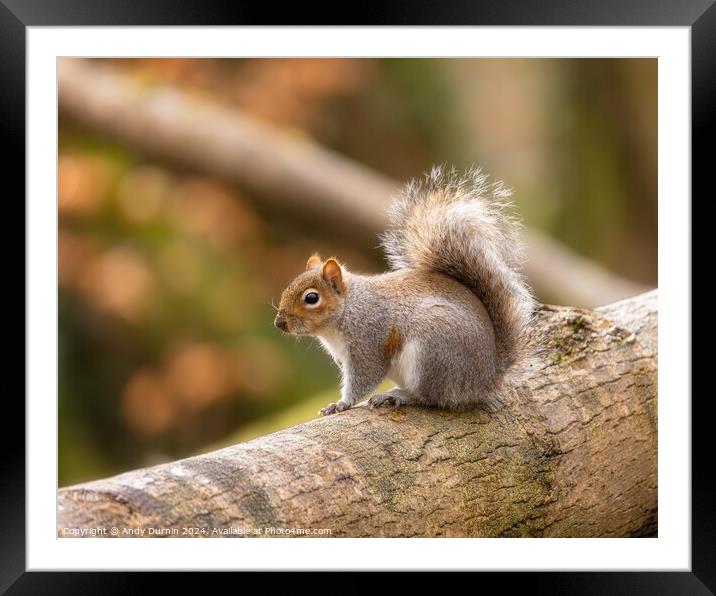 Squirrel on a Trunk Framed Mounted Print by Andy Durnin