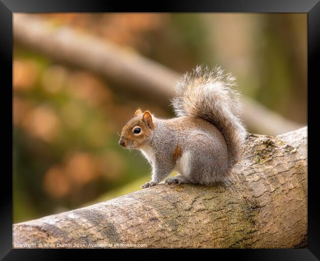 Squirrel on a Trunk Framed Print by Andy Durnin
