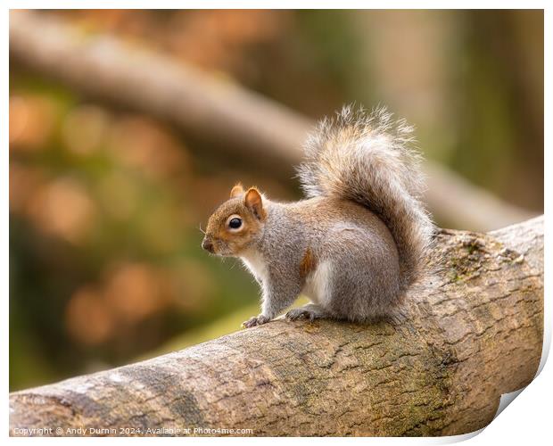 Squirrel on a Trunk Print by Andy Durnin