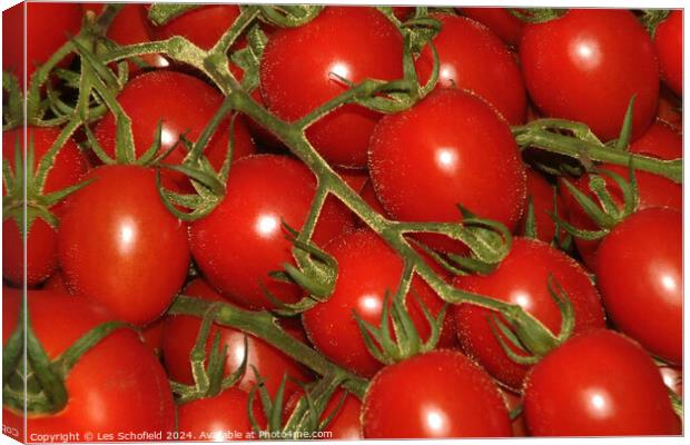 Tomatoes Canvas Print by Les Schofield
