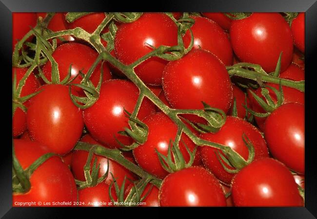 Tomatoes Framed Print by Les Schofield