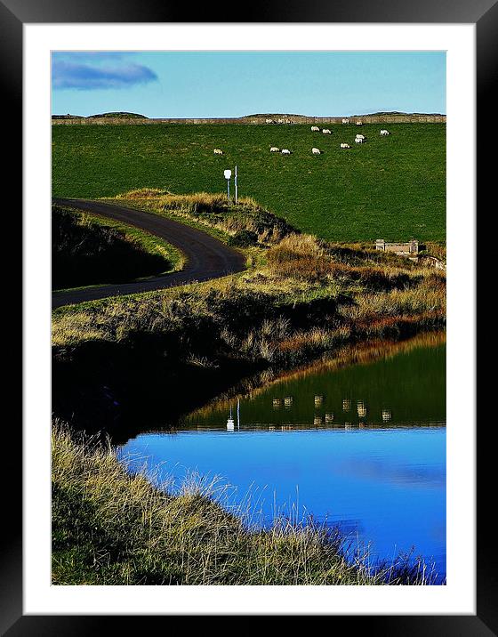Sheep Reflecting Framed Mounted Print by Laura McGlinn Photog